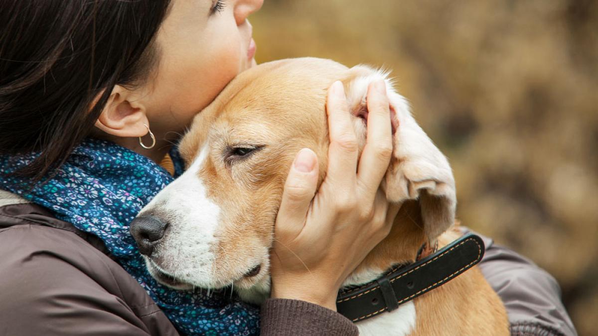 CÁMARA APRUEBA PERMISO LABORAL POR FALLECIMIENTO DE MASCOTA: PROYECTO PASA AL SENADO