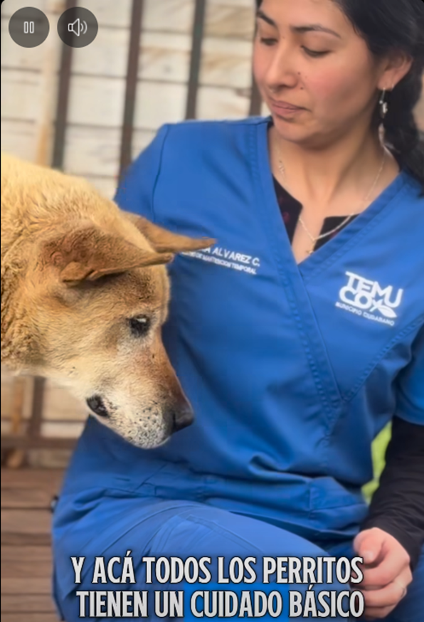 EN EL CENTRO DE MANTENCIÓN TEMPORAL CANIL DE TEMUCO BRINDAMOS CUIDADO, ATENCIÓN VETERINARIA Y ABRIGO A PERROS Y GATOS QUE ESPERAN UNA SEGUNDA OPORTUNIDAD