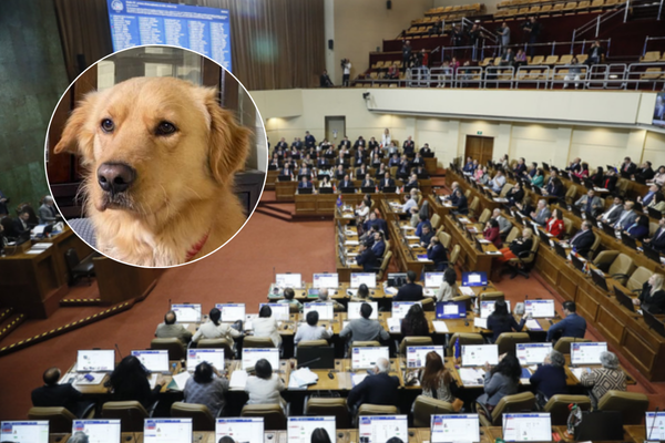 COLUMNA: «DUELO POR MASCOTAS; UN DERECHO QUE FUE ESCUCHADO»