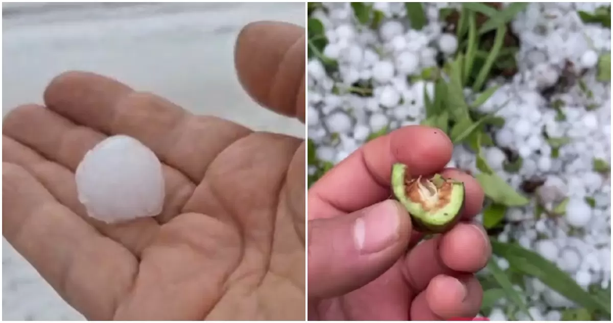 REPORTAN PÉRDIDAS ENTRE 40% Y 60% EN PRODUCCIÓN DE PEQUEÑOS AGRICULTORES POR GRANIZADA EN LONCOCHE
