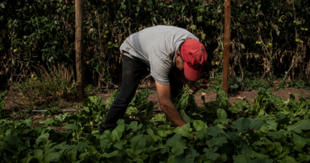 Gobierno evalúa medidas a agricultores afectados por incendios y lluvias en La Araucanía.