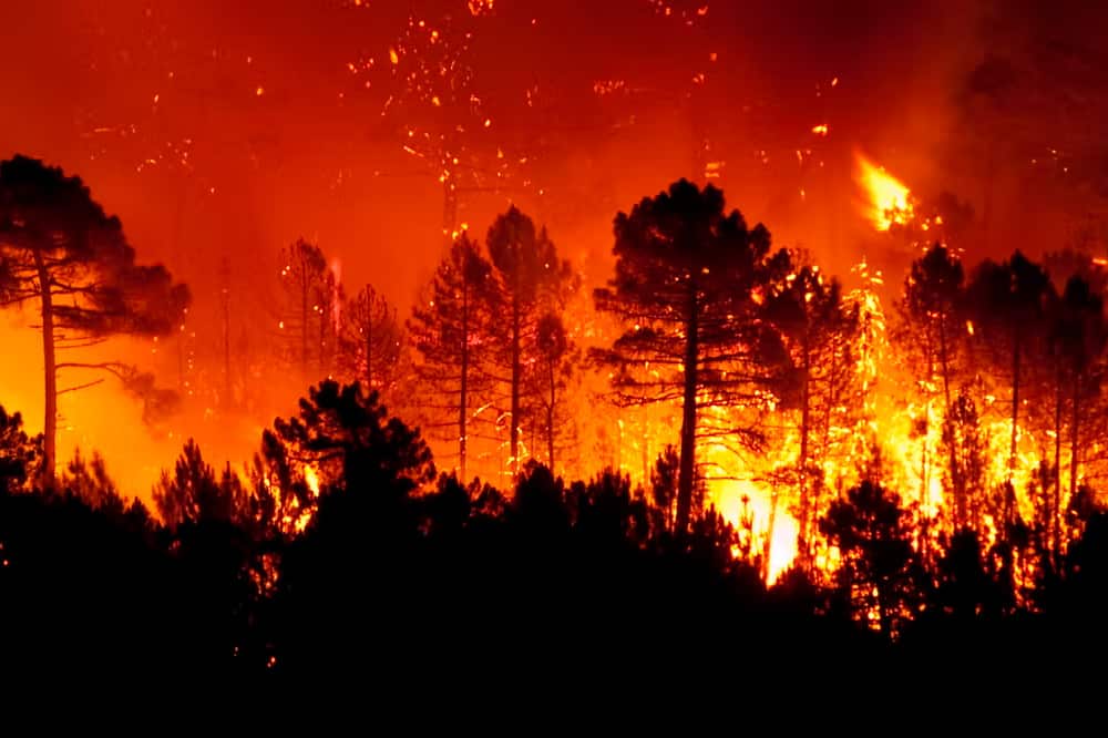 Académicos UCSC advierten que incendios en Chile responden a fallas estructurales del territorio y no solo al clima.