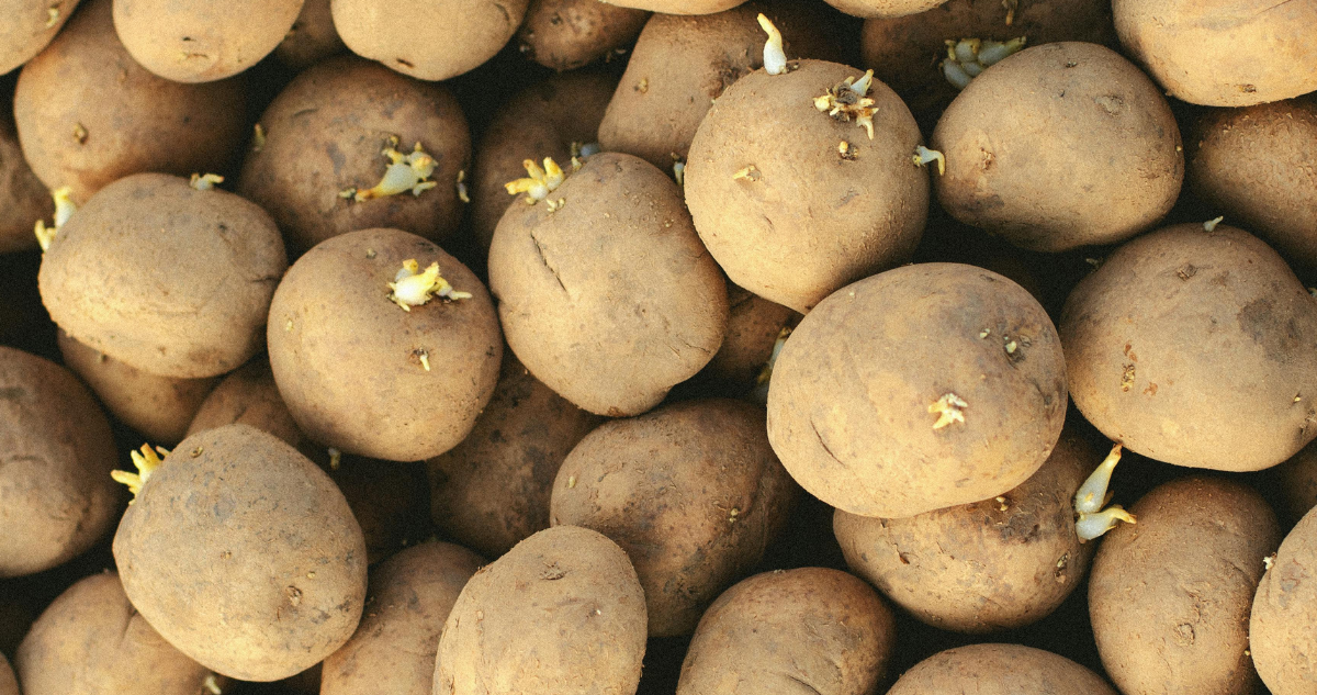 SI LUCE ASÍ, TÍRALA A LA BASURA: POR QUÉ NUNCA COMER PAPAS CON BROTES O MANCHAS