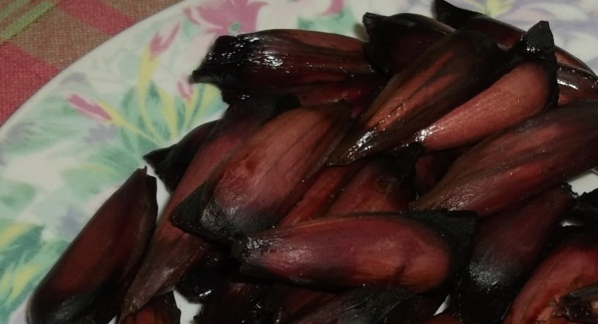 Adelantan temporada de recolección de piñones en Lonquimay: Comunidades mapuche piden responsabilidad.