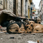 COLUMNA: Animales Callejeros: «Más tenencia responsable»