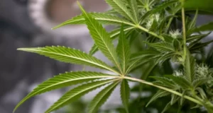 Tres personas resultaron detenidas tras allanamiento en Temuco: «incautaron 31 plantas de cannabis».