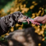 ¿Qué palabras entienden más los perros y gatos?