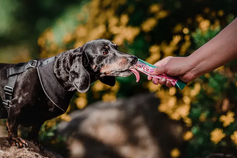 ¿Qué palabras entienden más los perros y gatos?