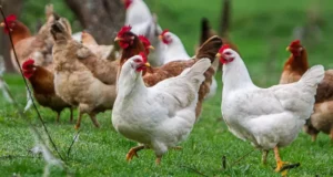 Llaman a reforzar medidas de seguridad en gallineros ante riesgo de Influenza «Aviar en La Araucanía»