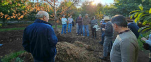 En Perquenco realizan primer taller de cosecha de castaño para fortalecer la sanidad y productividad del cultivo en La Araucanía