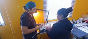 Temuco ya supera las mil esterilizaciones en operativos territoriales y refuerza la tenencia responsable para este 2026