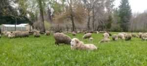 Con programa Corfo más de 100 personas se capacitaron para abordar impacto de perros asilvestrados en la ganadería ovina regional.