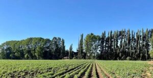 Sentencias a Cristian Pichún Linco quien cobraba «cuota» a agricultor para dejarlo que sembrara en la comuna de Galbarino, sin destruirle el trabajo.