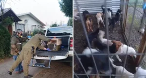 Detienen a hombre por maltrato animal en Curacautín: «Rescatan 19 perros y gatos»