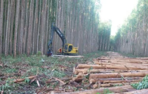 Contratistas forestales felices con propuesta de arriendo de tierras indígenas.