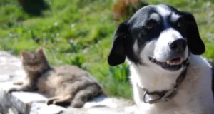 Invierten más de $840 millones en inédito plan para controlar sobrepoblación de mascotas en Temuco