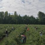 OPINIÓN: «Estudio de la U.C.T. advierte un sostenido aumento de la migración urbana hacia zonas rurales del sur del país».