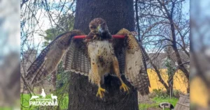 SAG pide a la PDI investigar macabro hallazgo de un peuco muerto y sujeto a un árbol en La Araucanía.