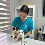 ENTREVISTA: «Mascotas ayudan a reducir la soledad y fortalecer el bienestar emocional»