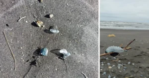 Prohíben el baño y actividades recreativas en playa Maule de Puerto Saavedra por presencia de fragata portuguesa.