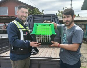 Rescate de una güiña atropellada en nueva etruria: «El animal se encuentra en recuperación»