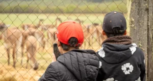 Tras un siglo de ausencia, 20 guanacos se preparan para regresar a la cordillera de La Araucanía.